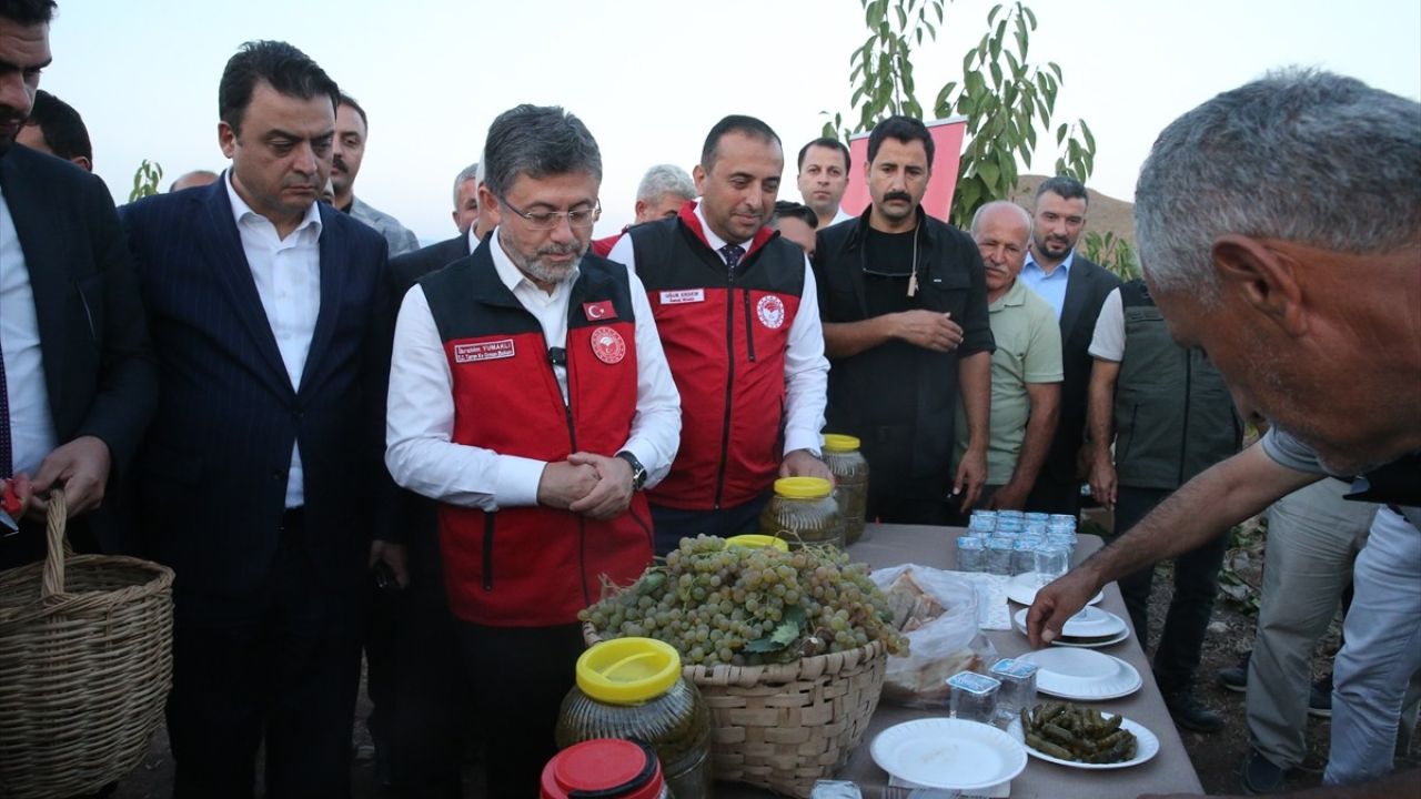 Tokat'ta Üzüm Hasadı: Bakan Yumaklı Kimyasal İlaç Kullanımını Azaltacak Destekleri Açıkladı