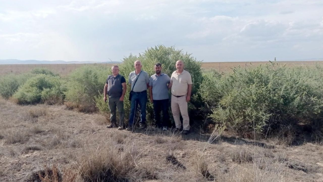 Suya ihtiyaç duymayan tuz çalısı Konya'nın göz bebeği oldu!