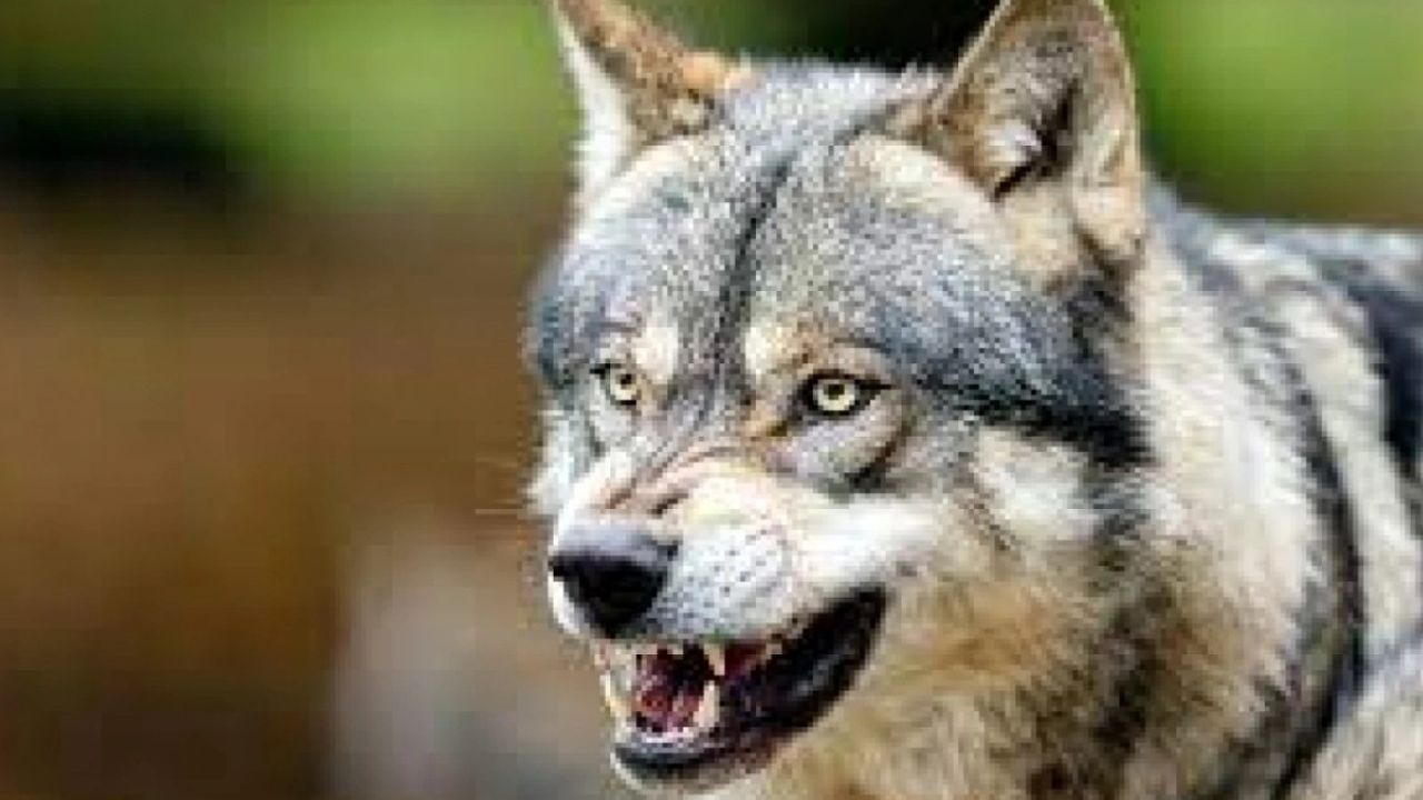 Seydişehir'e inen aç kurtlar büyükbaş hayvanlara saldırdı!