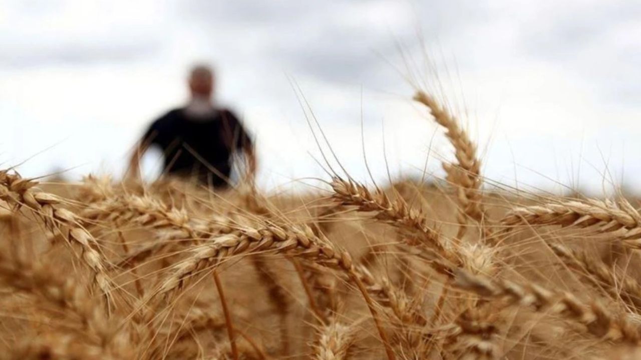 Konyalı çiftçilere güzel haber! Buğday fiyatlarında artış bekleniyor..