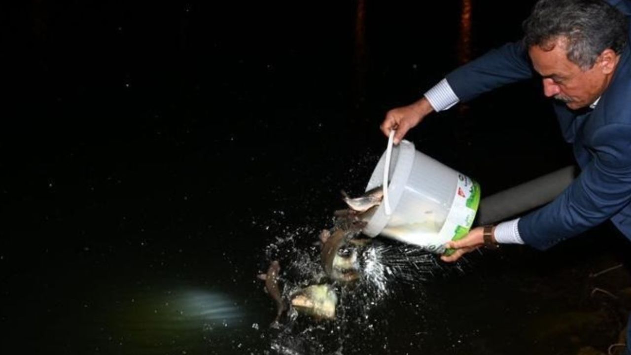 1 milyondan fazla sazan balığı Seydişehir'deki Kuğulu Tabiat Parkı’na bırakıldı