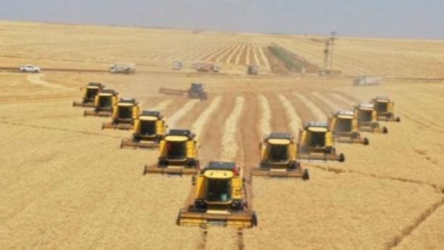 Türkiye'nin tahıl ambarı Konya'da uzman isimden erken hasat uyarısı!