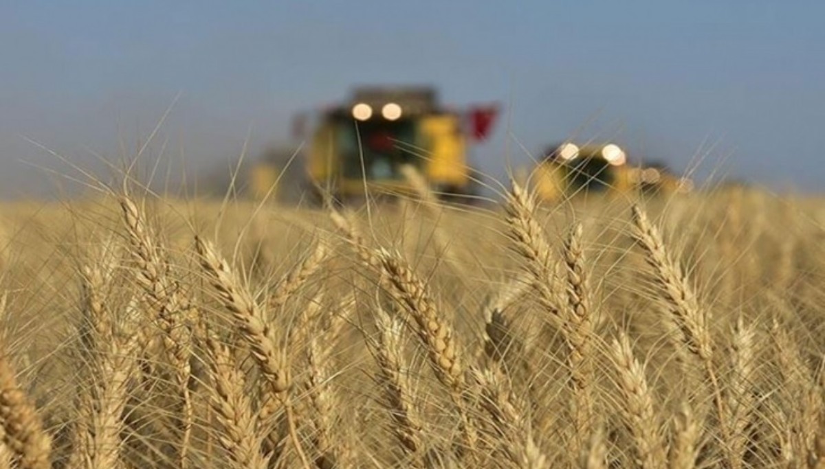 Buğday ve arpa, Konya Ticaret Borsası'nda değer kaybediyor