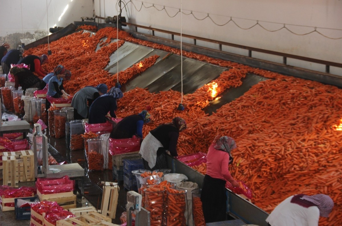 Konya'da yüzbinlerce ton üretilen havuç Türkiye'nin ihtiyacının yarısından fazlasını karşılıyor