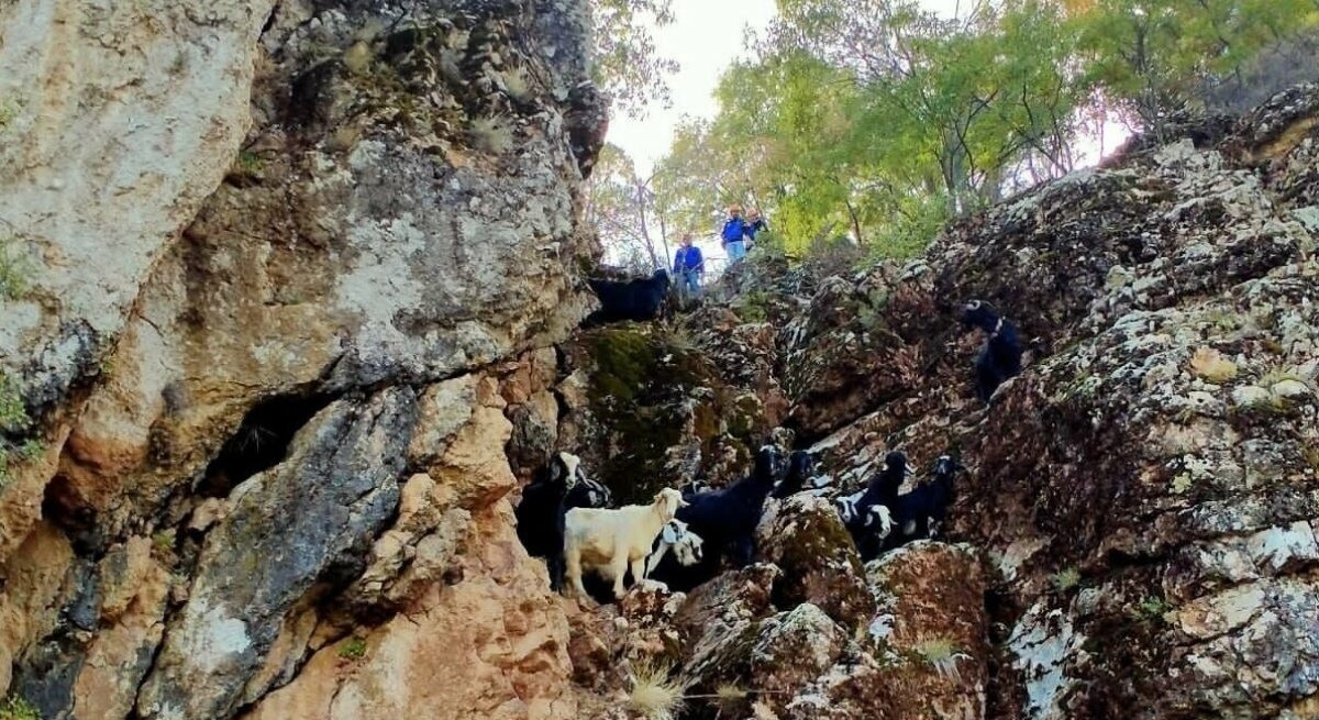 Konya yaylalarında mahsur kalan keçileri AFAD kurtardı
