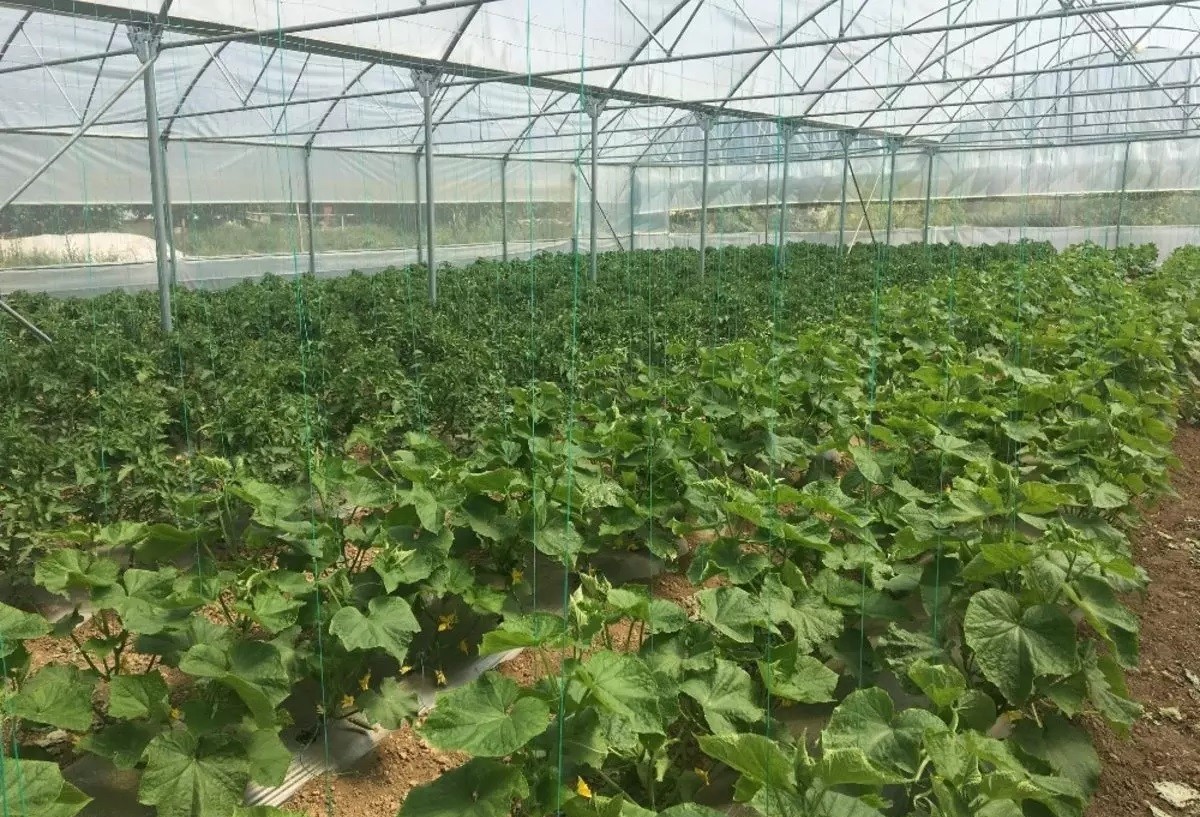 Konya Beyşehir'deki çiftçilere yüzde 70'i hibe olmak üzere sera desteği