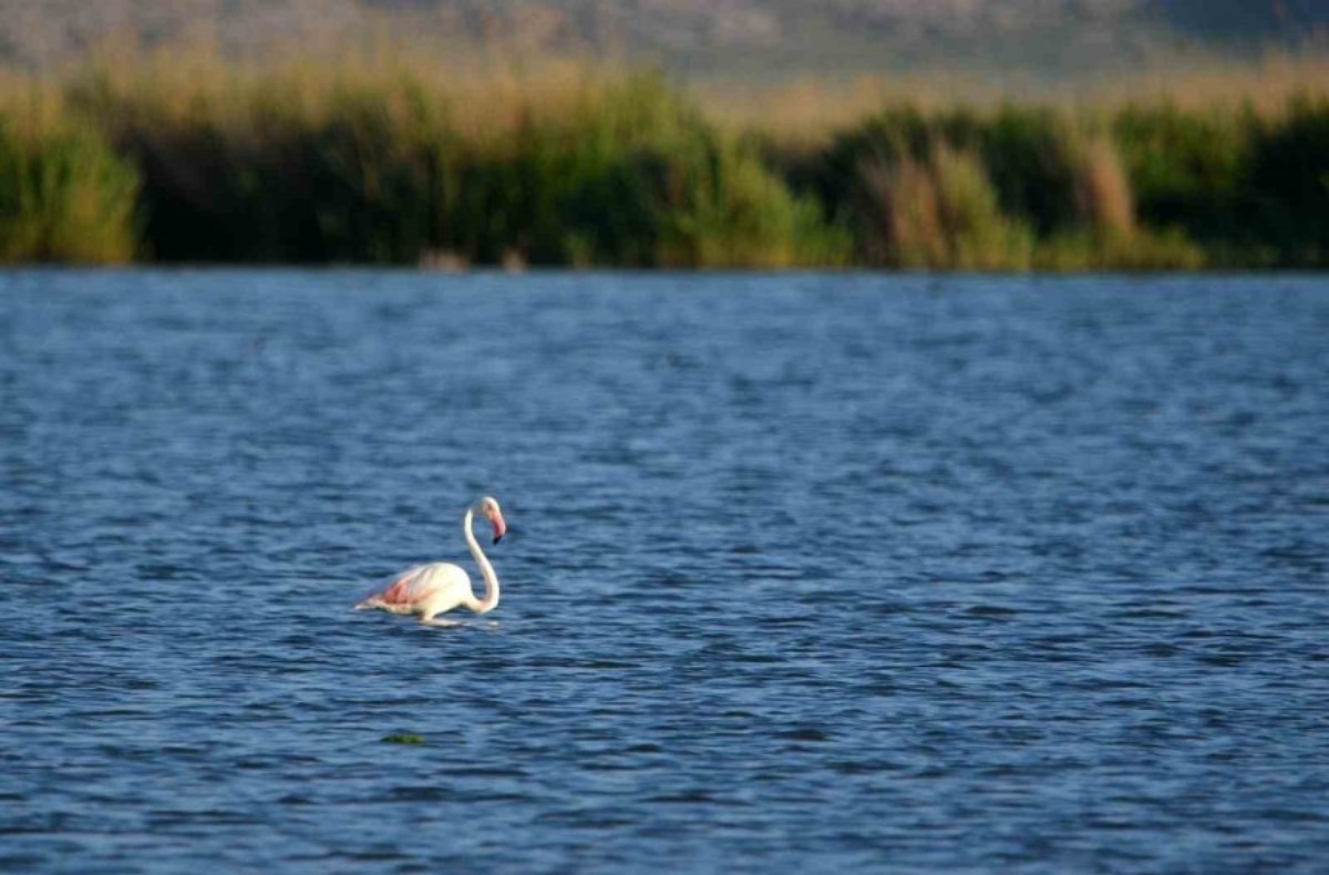 Konya'daki Akgöl sazlıklarında flamingo şöleni!