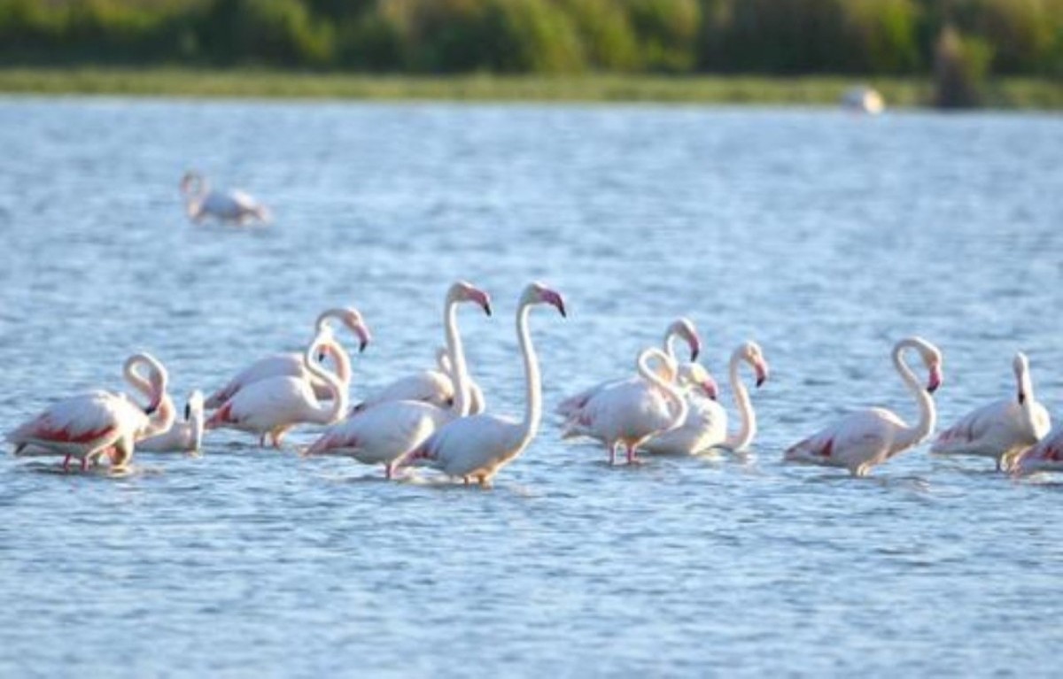 Konya'daki Akgöl sazlıklarında flamingo şöleni!